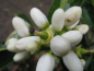 Preview: Vanille-Blutorange - Citrus sinensis 'dolce moscato ' - süsse Blutorange