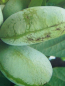 Preview: Indianerbanane - Asimina Triloba 'SUNFLOWER'- selbstfruchtend - Paw Paw -150cm
