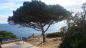 Preview: Mittelmeer-Pinie  - Pinus Pinea 120 cm - Pinienbaum