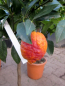 Preview: Rote Zitrone - Citrus limon 'rosso' - 140cm