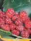 Preview: roter Maulbeerbaum
