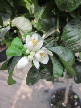 Bitterorange Bizzarria - Citrus aurantium 'Bizzarria' - frosttolerant  -10°C