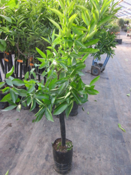 Vanille-Orange - Citrus sinensis 'dolce' - 130cm --  süsse Orange