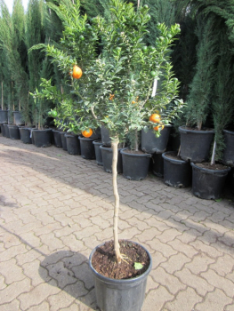 Chinotto - Duftorange - Citrus myrtifolia - Hochstamm 140cm
