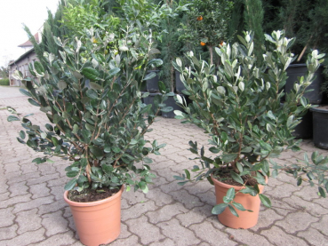 acca sellowiana