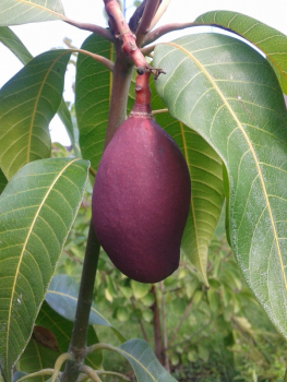 Mango - Mangifera indica - Mangobaum - veredelt - 120cm