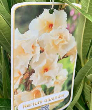 Oleander  -  Nerium oleander - gelbe Blüten - 80cm