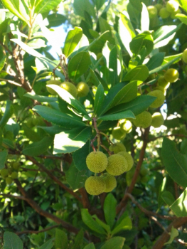 Erdbeerbaum - Arbutus unedo - Busch - 100cm