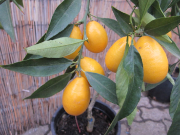 Limequat -Busch - Citrus aurantifoliia x Fortunella margarita - Limette+Kumquat  - extrem saftig+süsse essbare Schale