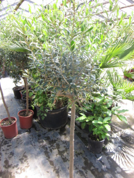 Olivenbaum HOJIBLANCA - Olive - Olea europeae - 170cm - sehr winterhart-