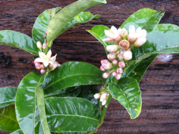 Buddha's Hand Zitrone - Citrus medica 'digitata' - Fingerzitrone - 130