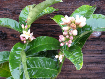 Buddha's Hand Zitrone - Citrus medica 'digitata' - Fingerzitrone