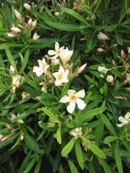 Ogelber Oleander(Nerium oleander)