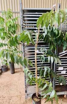 Pecannuss - Pecannussbaum - Carya illinoinensis - Western Schley -- veredelt - 180cm