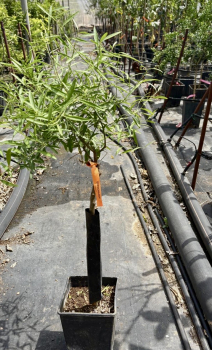 Eremorange - Citrus glauca - Wüstenlimette