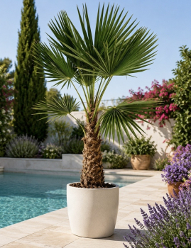 Hanfpalme 180cm - Chinesische Hanfpalme (Trachycarpus fortunei) - Stamm 40cm -- winterharte Palme