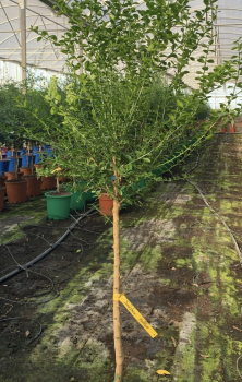 Rote australische Fingerlimette 'Red Champagne' - 130cm- Microcitrus australasica - die feine Fruchtige!