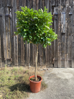 Rosa Grapefruit - Citrus paradisi 'Star ruby' - 170cm extra-