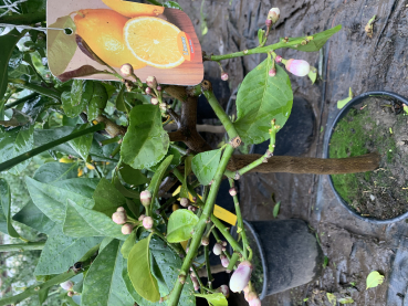 Lipo - Riesenzitrone - Citrus lumia - 160cm