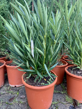 Oleander  -  Nerium oleander - gelbe Blüten - 80cm
