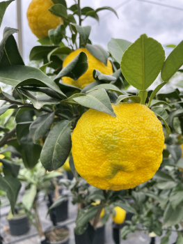 Citrus junos 'Yuzu' - 180 cm - japanische Zitrone  - veredelt - frosthart bis -12°C