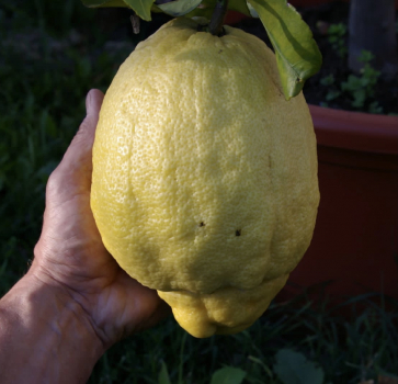 Limone Pane - Citrus limonimedica maxima - 130cm