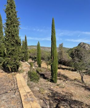 5x Mittelmeerzypresse 'Totem'  180cm - Säulenzypresse - Mittelmeer-Zypresse - Cupressus sempervirens 'Totem'