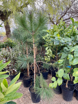 Mittelmeer-Pinie  - Pinus Pinea 120 cm - Pinienbaum