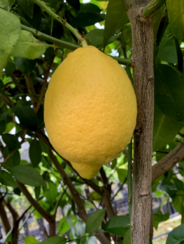 Zitrone  'Antico Rocco Imperiale' - Citrus limon  sehr alte Sorte aus Italien  -  160cm