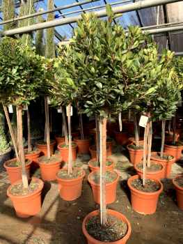 Erdbeerbaum - Arbutus unedo - Kugelhochstamm -140cm