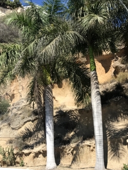 Königspalme - Archontophoenix alexandrae - Feuerpalme - Alexanderpalme