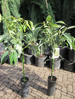 Avocado - Persea americana - 160cm - veredelt - Avocadopflanze