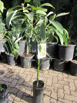 Avocado - Persea americana - 150cm - veredelt - Avocadopflanze