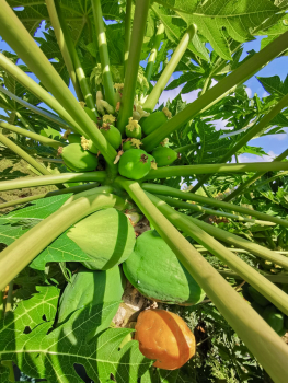 Carica Papaya - Papaya - Melonenbaum