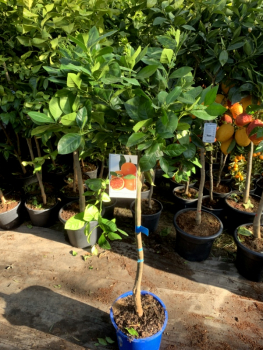 Blutorange Sanguinelli - Citrus sinensis 'sanguinelli' - 160cm - süss+saftig !