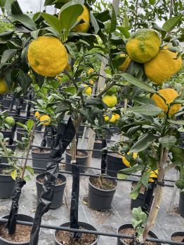 Citrus junos 'Yuzu' - 180 cm - japanische Zitrone  - veredelt - frosthart bis -12°C