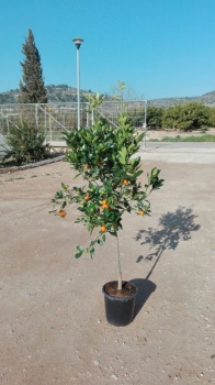 Calamondin - Citrus mitis - Ziermandarine - Mandarinorange - 130cm