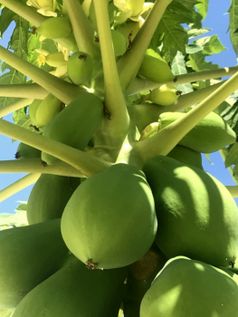 Carica Papaya - Papaya - Melonenbaum
