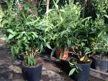 Nachtjasmin - Cestrum nocturnum
