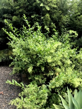 Nachtjasmin - Cestrum nocturnum
