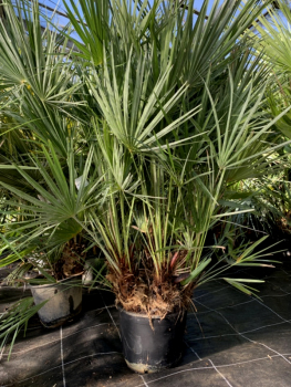 Zwergpalme - Chamearops humilis - 120cm - sehr kräftige, vielstämmige Pflanze