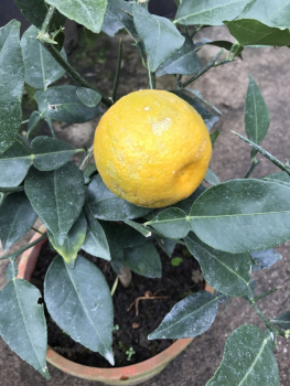 Citrus junos 'Yuzu' - japanische Zitrone - Yuzu - frosthart bis -12°C