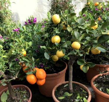 Süsse römische Limette -Citrus limetta Pursha