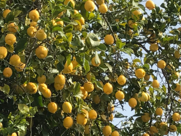 Zitrone - Citrus limon 'eureka' -  160cm  - Zitronenbaum