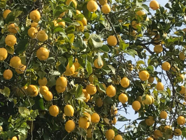 Zitrone - Citrus limon 'eureka' -  160cm  - Zitronenbaum