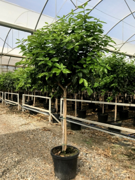Zitronenbaum - Citrus limon 'Eureka' - 170cm - Hochstamm extra - Zitrone