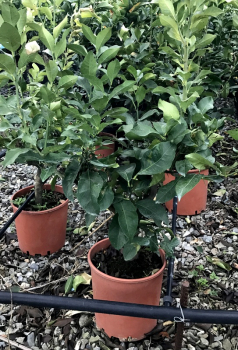 Zitronenbam - Citrus limon ´Carrubaro`- Busch - wiederblühende Zitrone