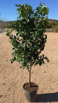 Zitrone - Citrus limon 'eureka' -  140cm  - Zitronenbaum