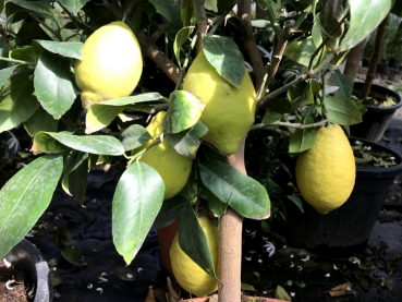 Citrus limon Zitronenbaum 170cm