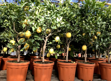 Zitronenbaum - Citrus limon  ‚Carrubaro‘ - Zitrone - Busch 100 cm wiederblühend